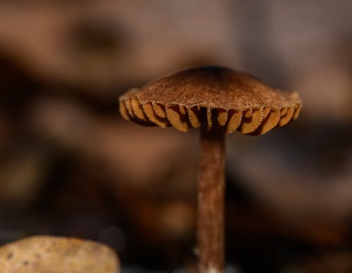 Mushroom on a Ground