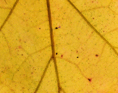 Close-up of Yellow Leaf
