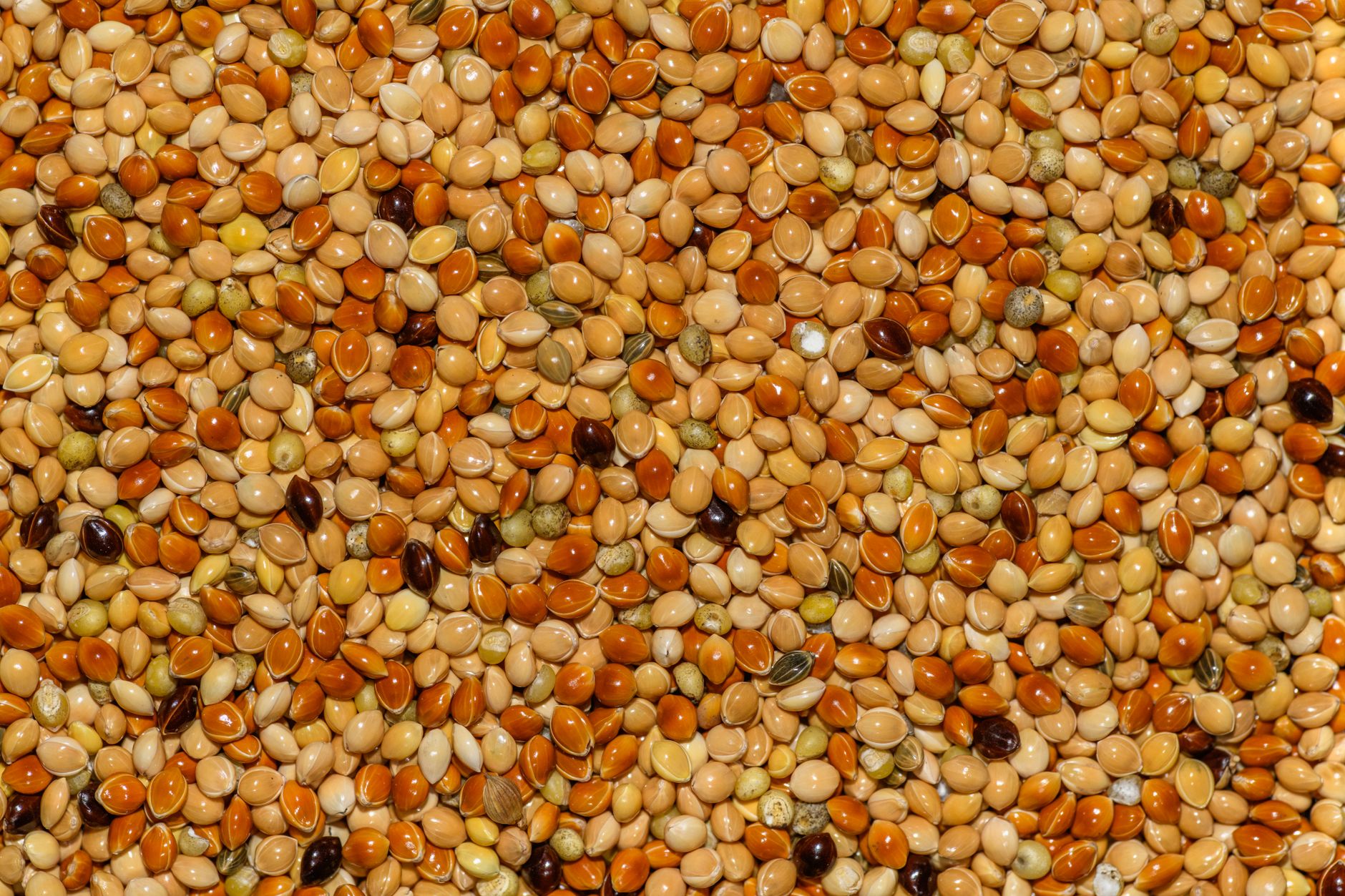 Best High-Protein Bird Seed for Energy (2026) – Nutritious Mixes That Keep Your Birds Active and Healthy