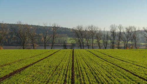 Field by River