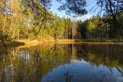 Free Serene forest lake reflecting lush trees, capturing the essence of summer tranquility. Stock Photo