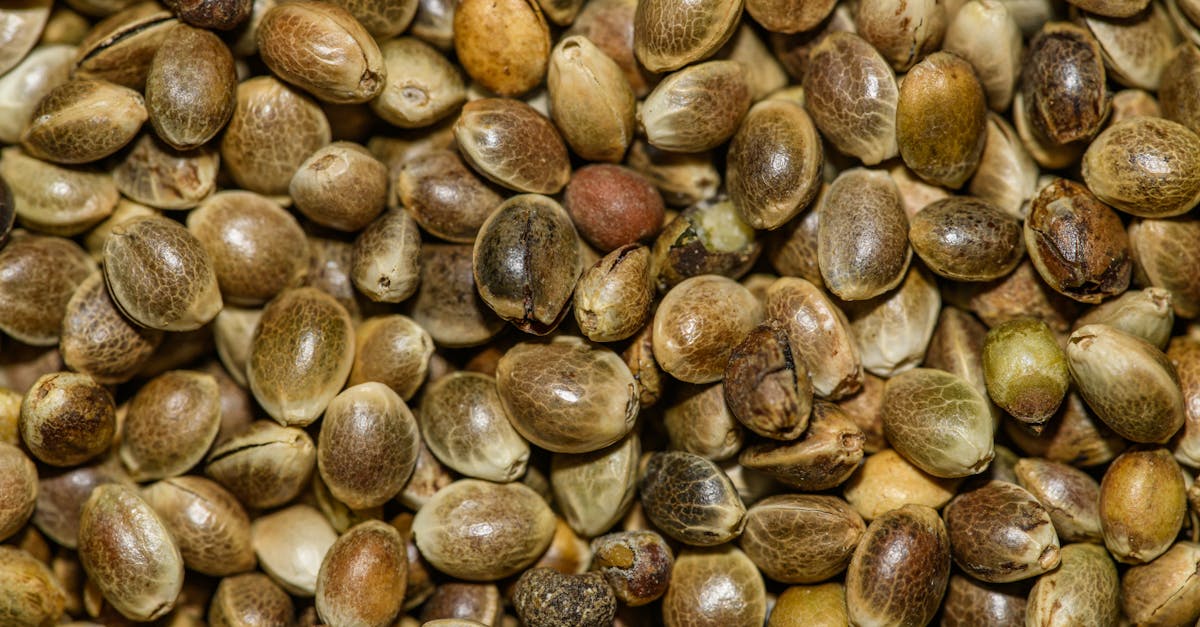 Protéines de chanvre : une option idéale pour les athlètes vegans