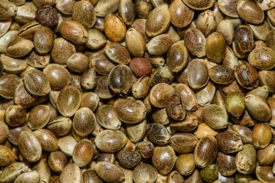 Hemp seeds close up showing their small size and nutty color