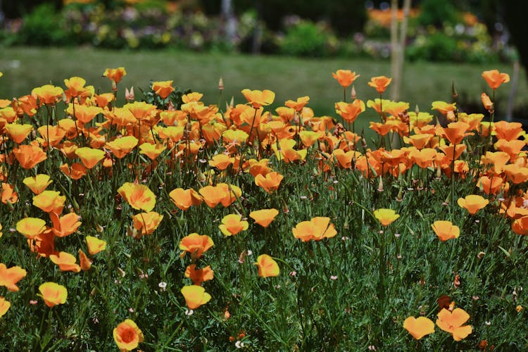 Blooming Golden Poppies 