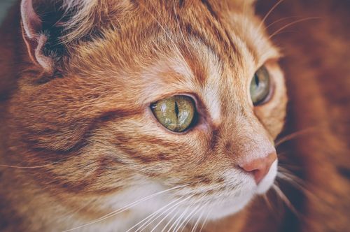 Free Beautiful close-up of a ginger cat with green eyes, showcasing fur details. Stock Photo