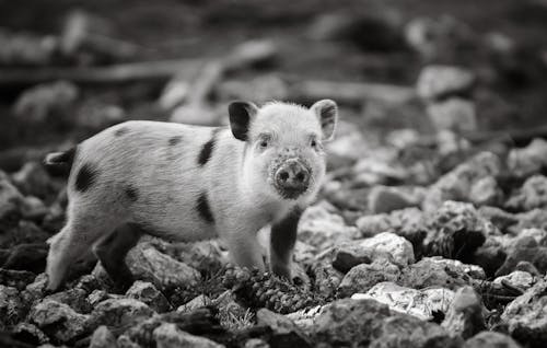 Piglet in Black and White