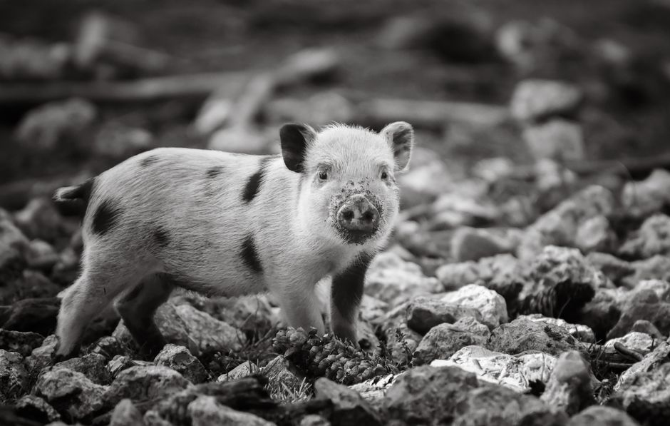 Young piglet standing on rocky ground in a black and white photograph, showcasing nature's beauty.