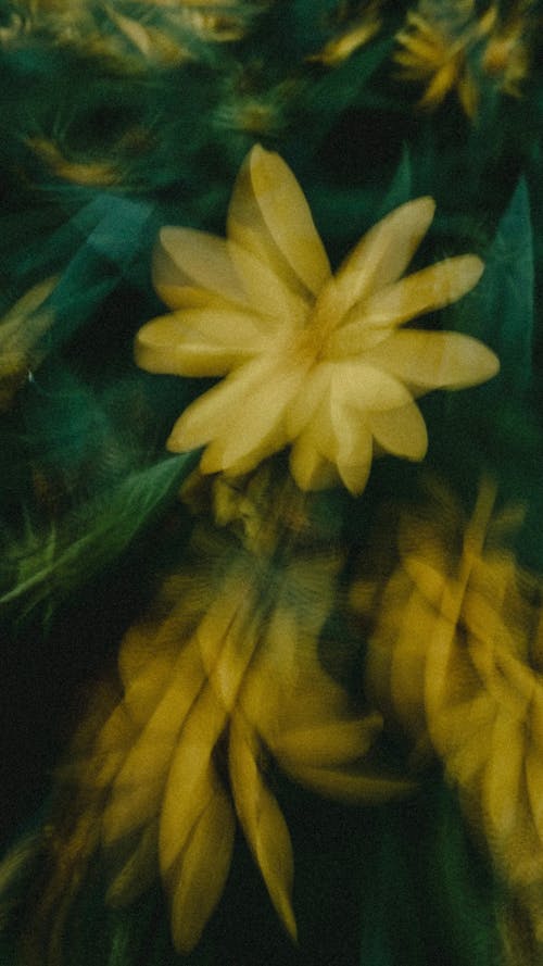 Imagine de stoc gratuită din abstract, blur, botanică