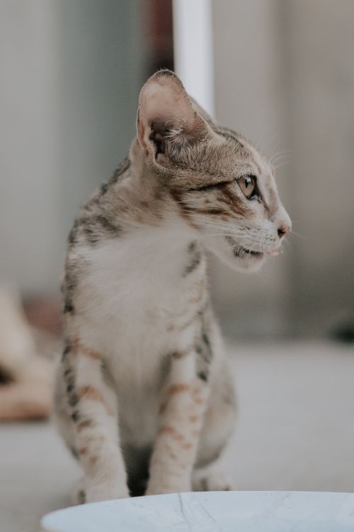 Free Charming portrait of a cute domestic kitten gazing attentively, capturing the essence of feline curiosity. Stock Photo