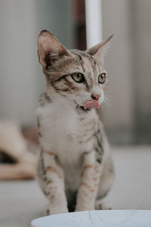 Free Adorable domestic cat with a cute and curious expression licking its lips. Stock Photo