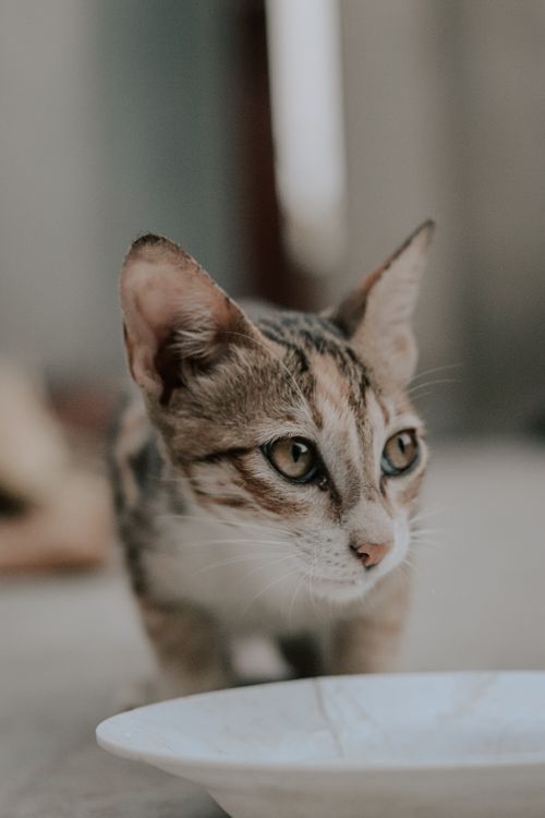 Free A curious tabby cat intently gazing over a white plate indoors. Stock Photo
