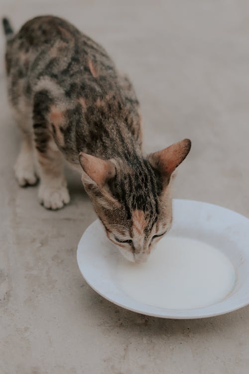 Foto profissional grátis de animal, bebendo, fechar-se