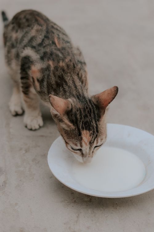 Free Adorable cat enjoying milk from a plate on an indoor floor setting. Stock Photo