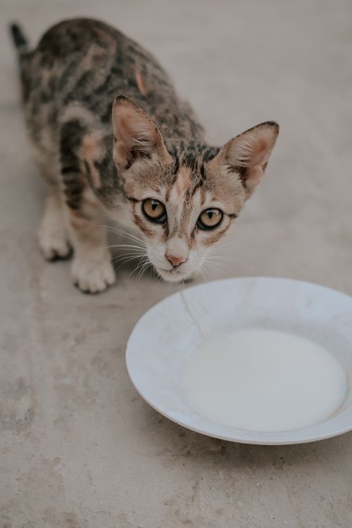 Free A curious cat looks up while drinking milk from a plate. Perfect for pet lovers. Stock Photo