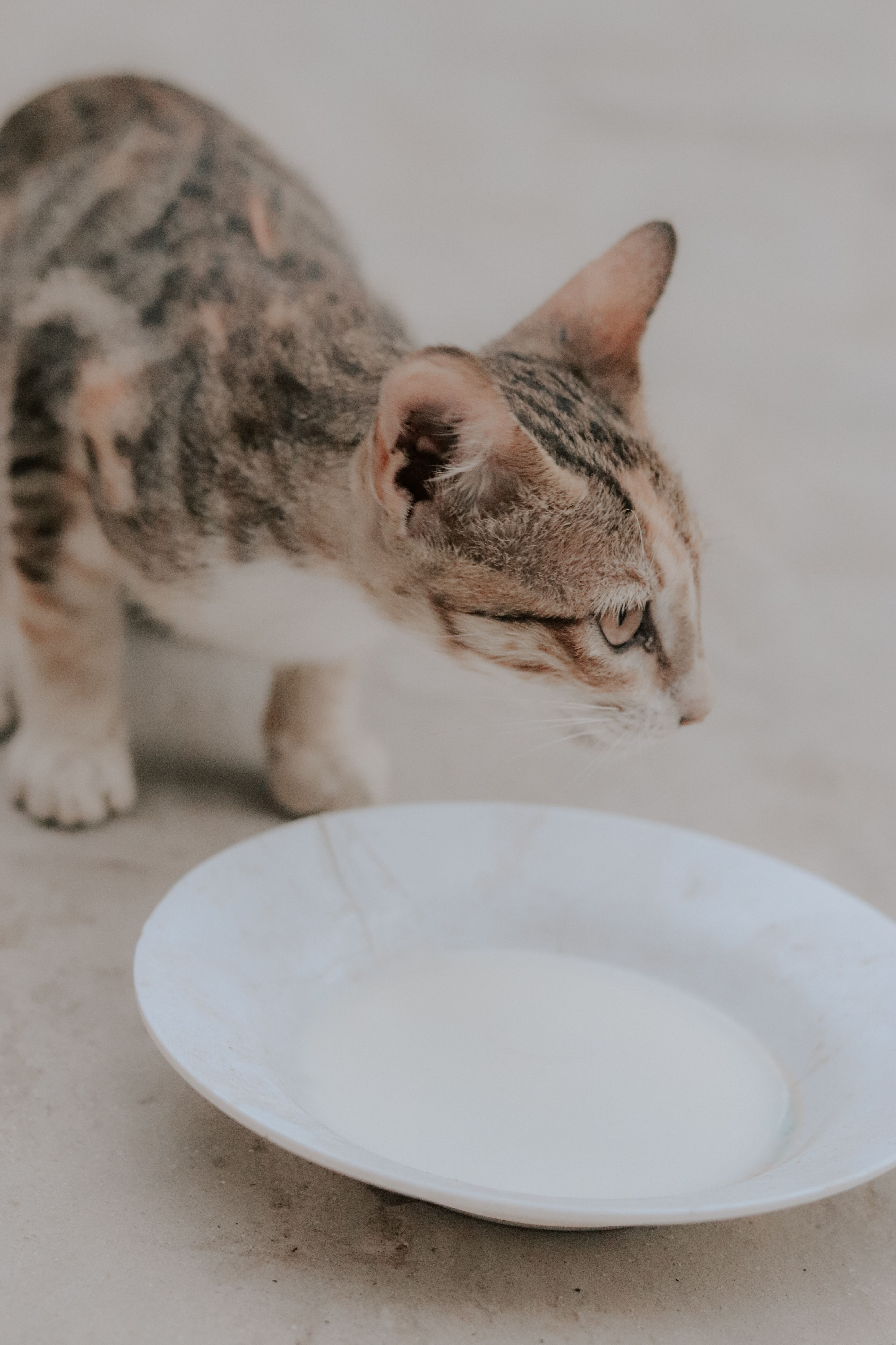 猫奶粉