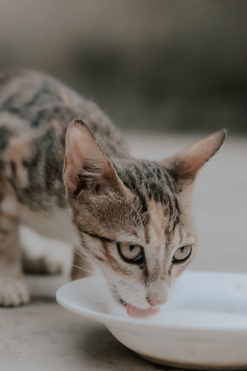 Free A calico cat enjoys milk from a bowl, captured in a serene and intimate moment. Stock Photo