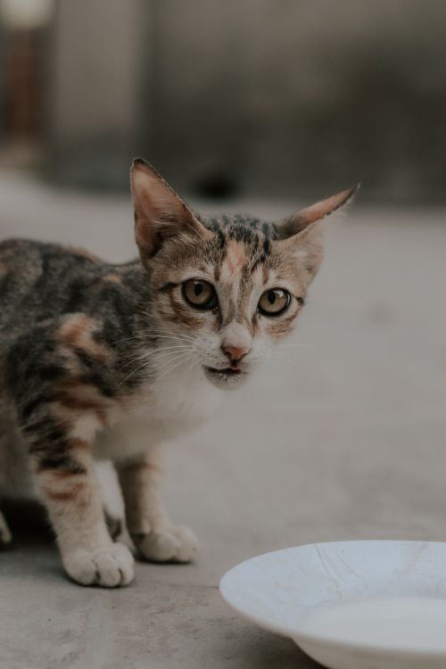 Free Charming kitten with tabby pattern sipping milk from a white bowl on a floor. Stock Photo