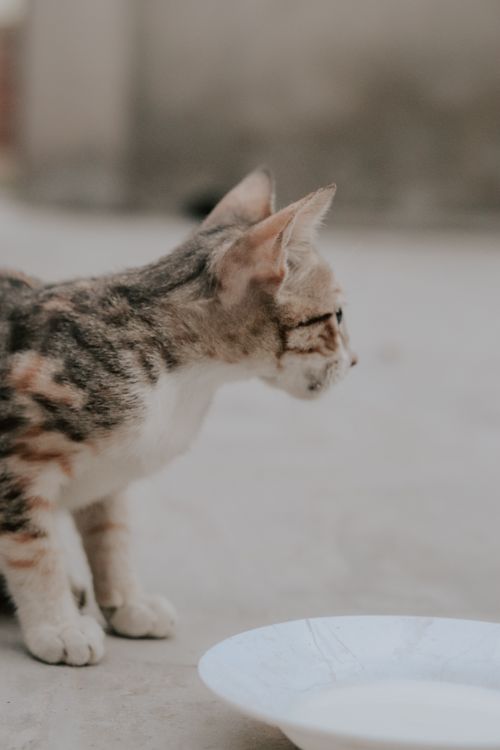 Free Adorable kitten standing beside a bowl outdoors, showcasing curiosity and cuteness. Stock Photo