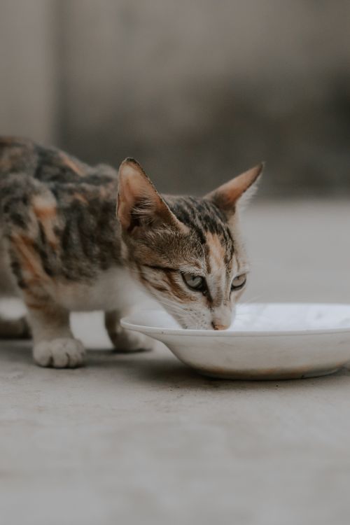 Free A tabby cat enjoying a drink from a plate on a concrete surface outdoors. Stock Photo