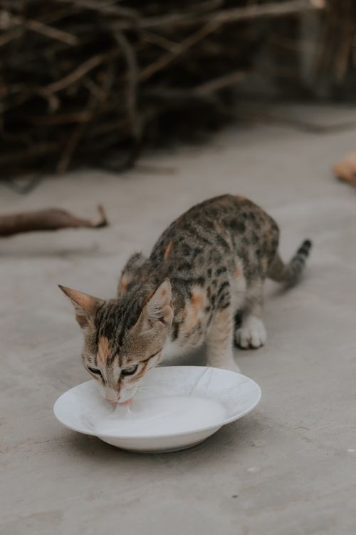 Free Adorable tabby kitten drinking milk from a white plate on a concrete surface. Stock Photo