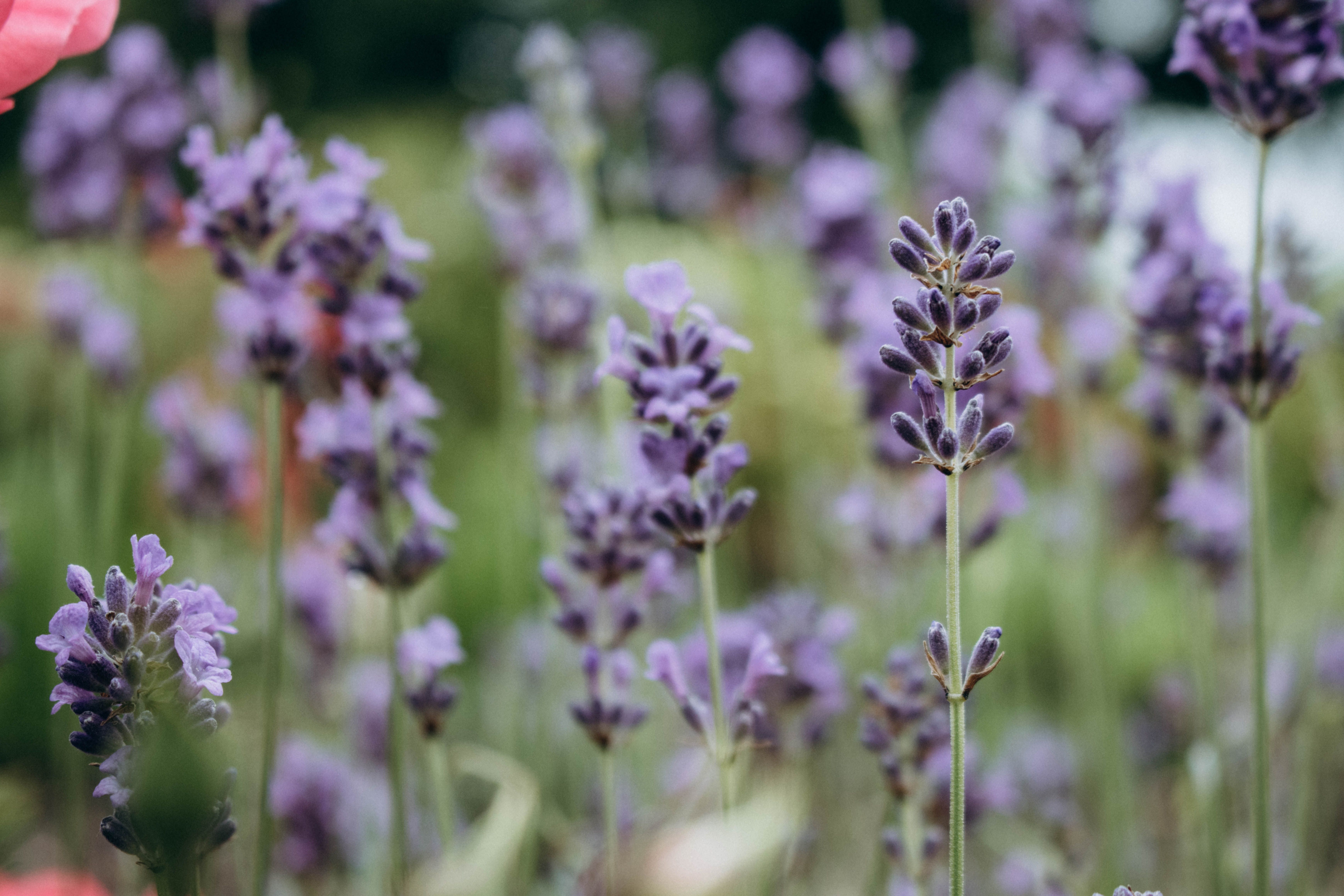 Lavandula Angustifolia : Propriétés et Bienfaits Santé