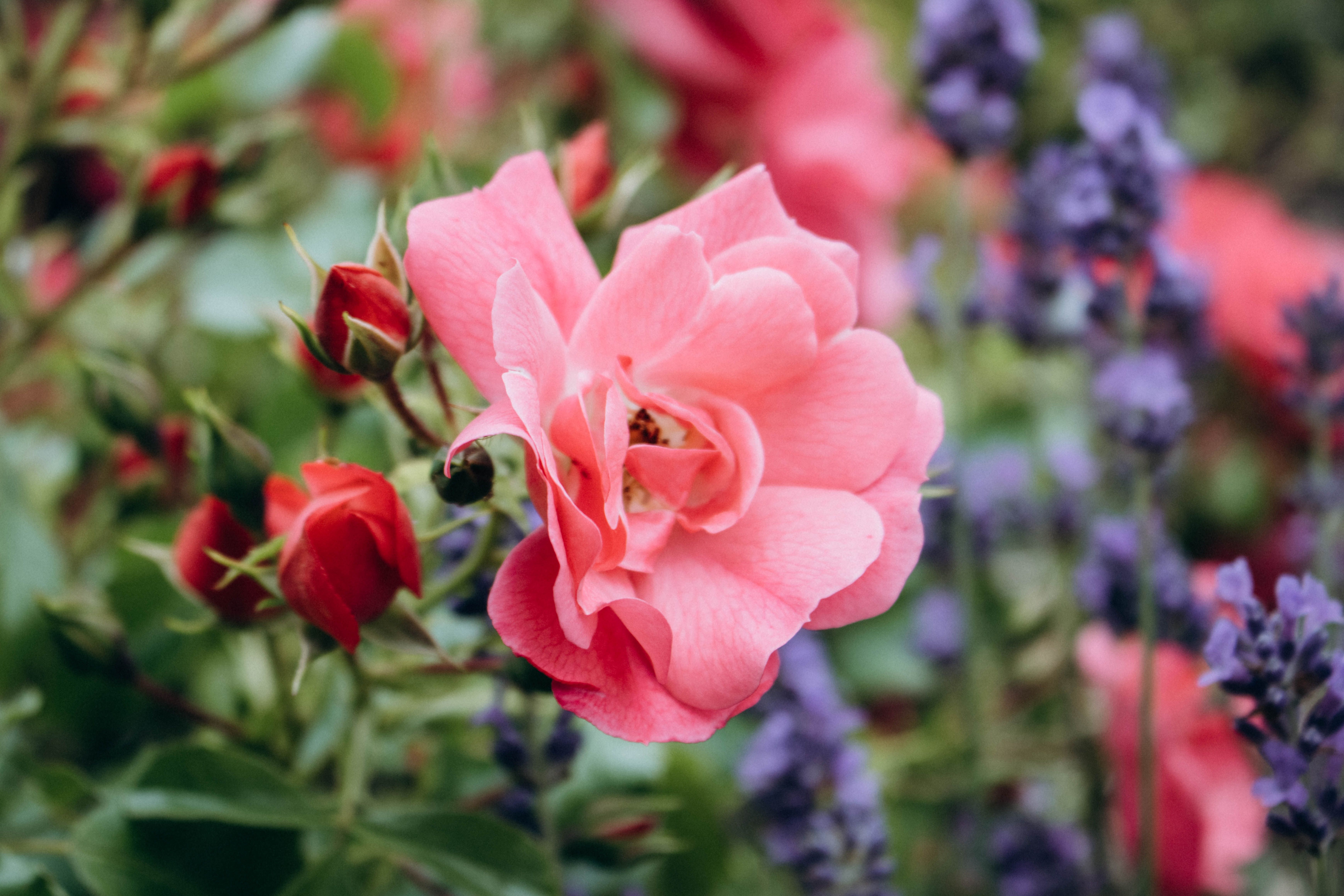 The Spiritual Benefits of Rose Water