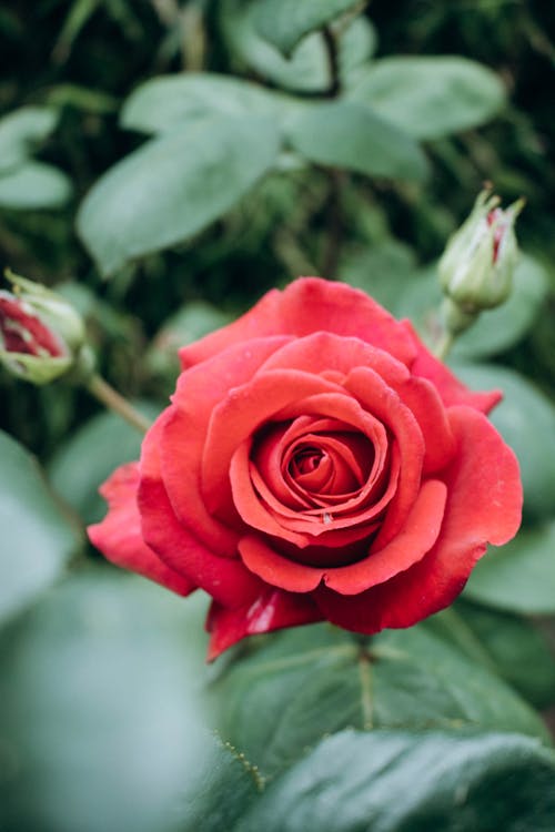 Fotobanka s bezplatnými fotkami na tému červená ruža, kvet, rast