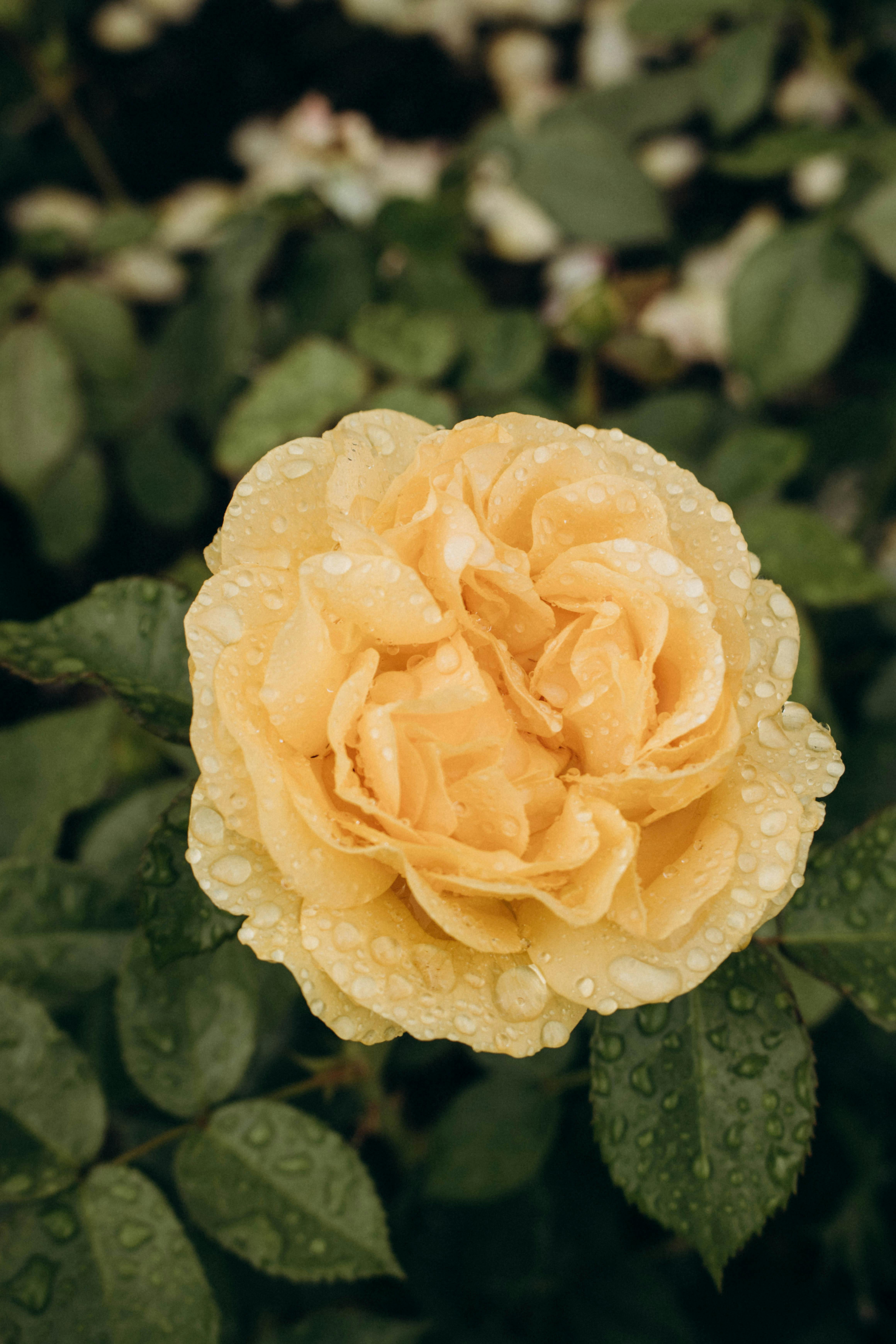 Beautiful yellow rose covered with dew droplets in a garden setting, showcasing nature's elegance.