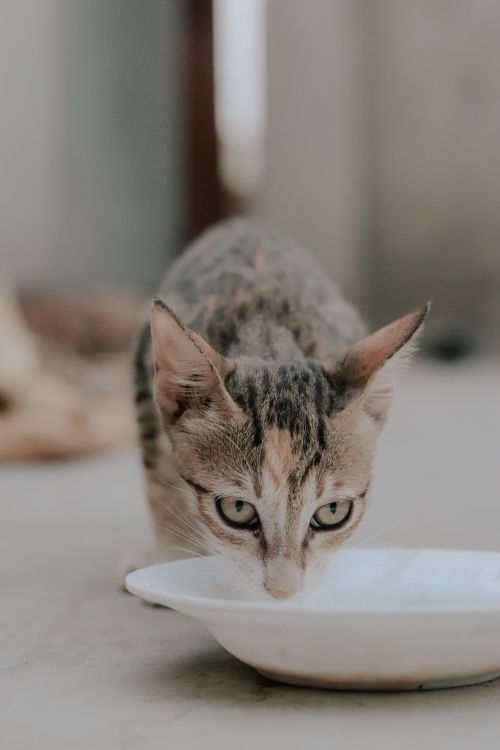 Free Adorable close-up of a cat drinking from a white plate on the floor. Stock Photo