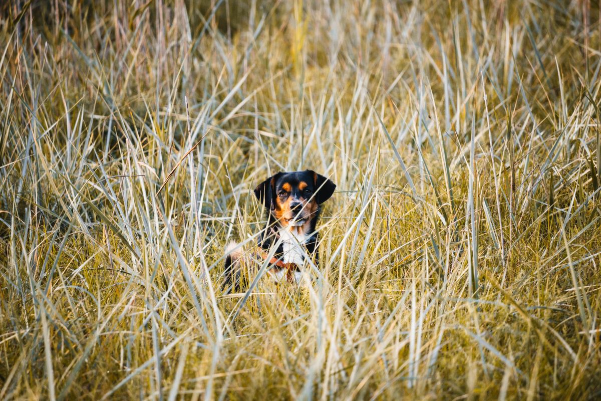 Does Pet Insurance Cover Snake Bites? Dog Antivenom Cost 2026