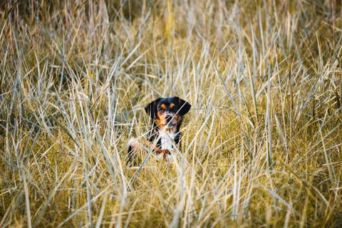 Does Pet Insurance Cover Snake Bites? Dog Antivenom Cost 2026