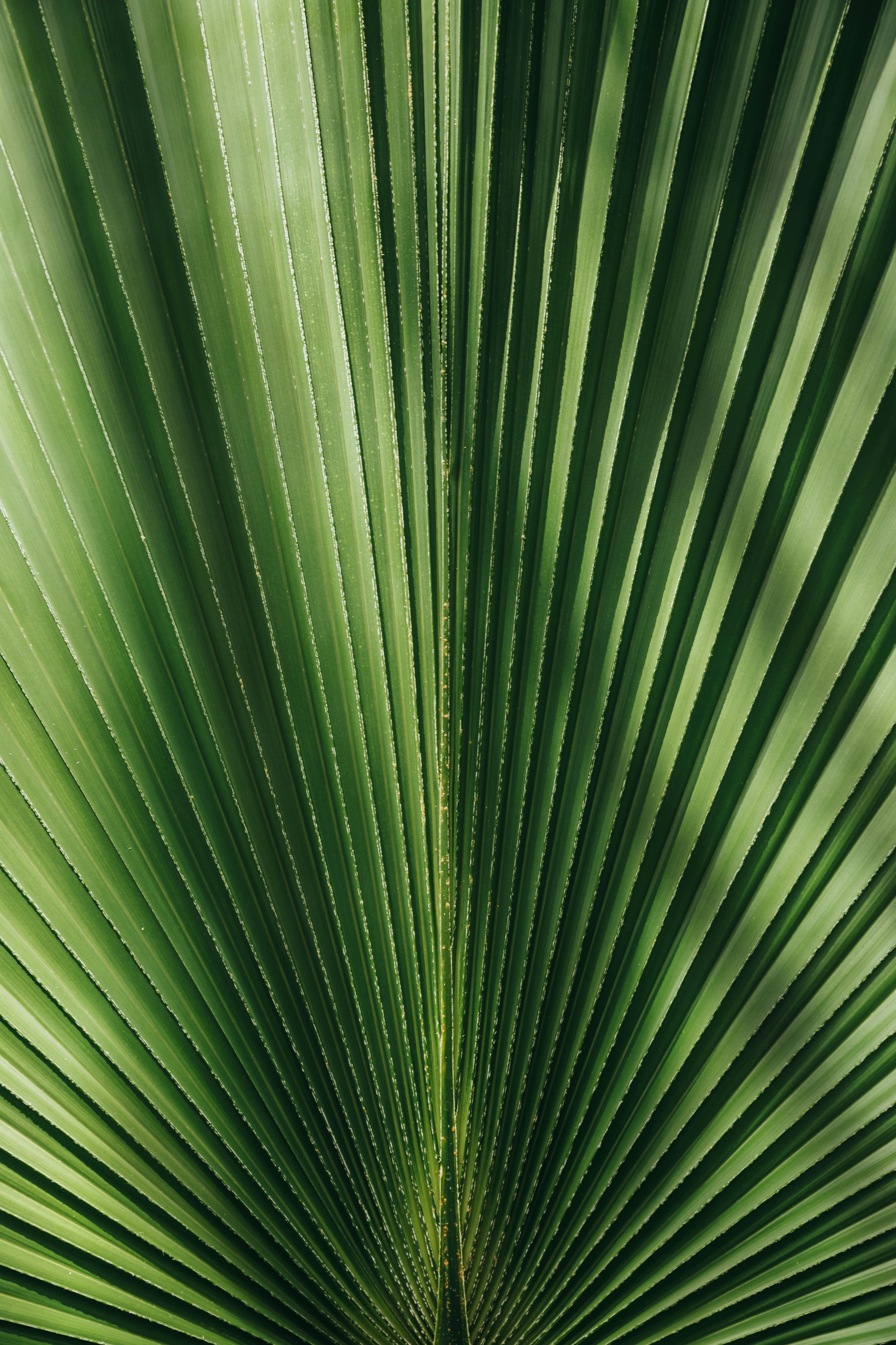 Vibrant green palm leaf basking in sunlight highlighting its natural stripes and texture.