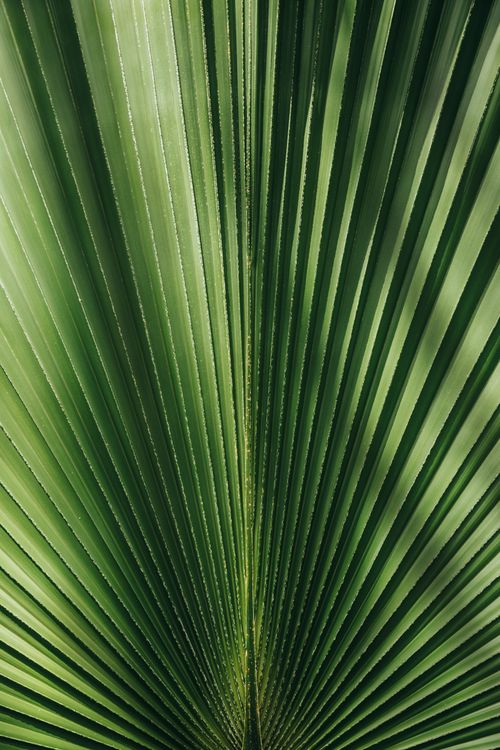Free Vibrant green palm leaf basking in sunlight highlighting its natural stripes and texture. Stock Photo