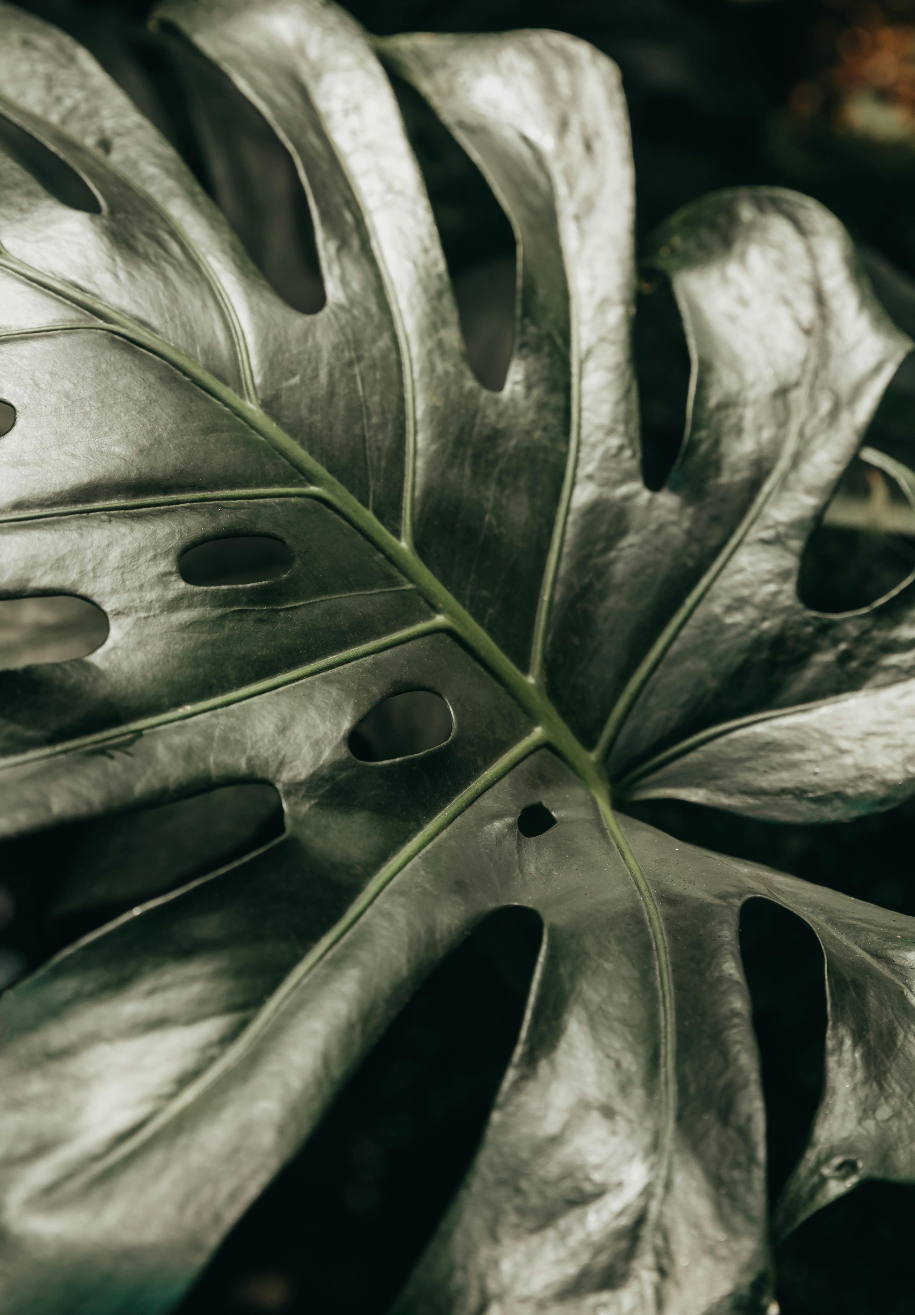 Detailed view of a Monstera leaf showcasing its unique texture and natural patterns.