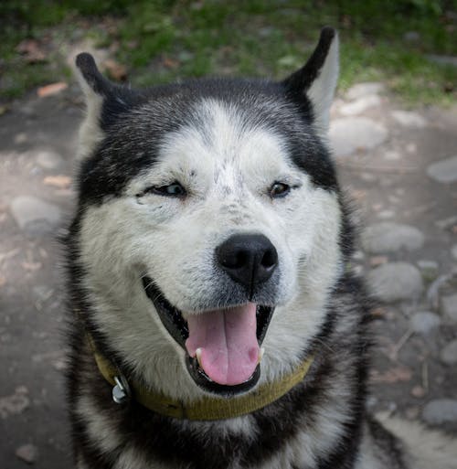 Fotos de stock gratuitas de husky, India, perro