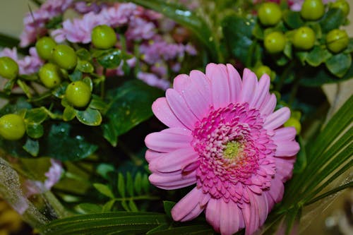 “非洲菊雛菊”, ＃室內, 一束鮮花 的 免費圖庫相片