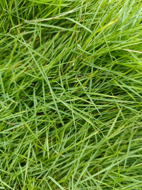 Full Frame of Green Grass