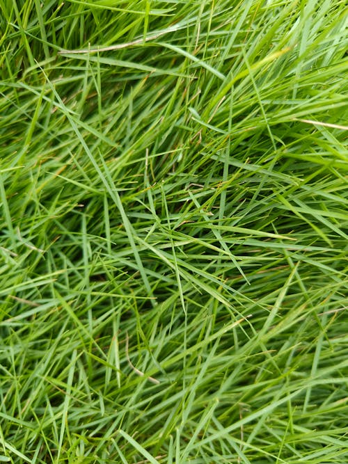 Free Full Frame of Green Grass Stock Photo