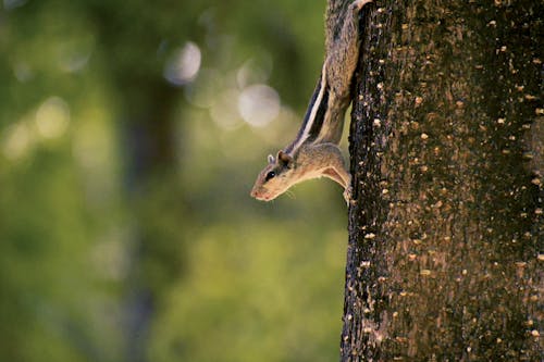 squirrel on the tree