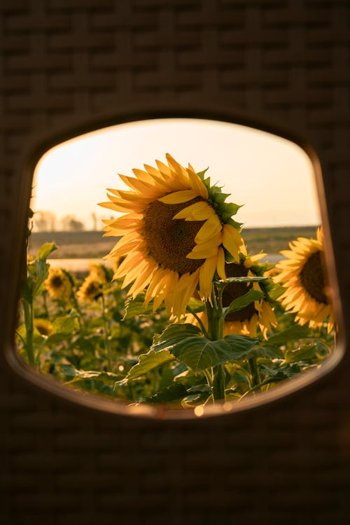 View of a Sunflower Field through a Window