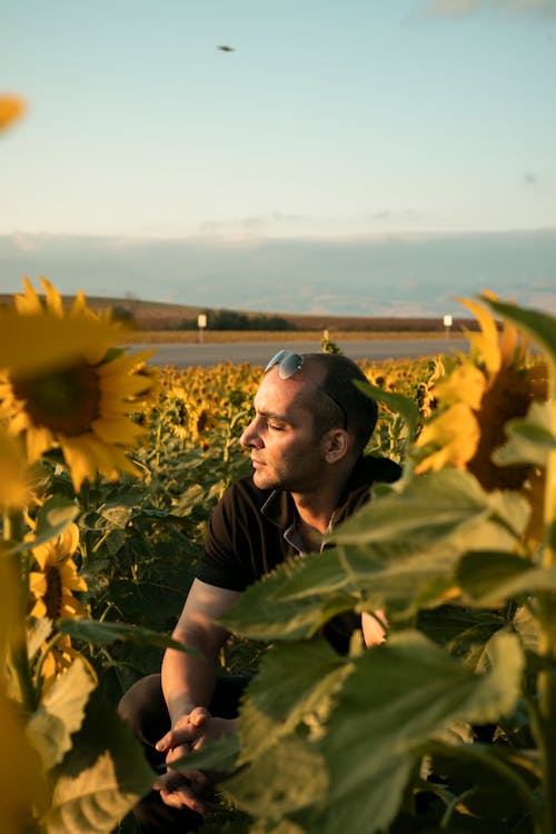Man Sitting Among Sunflowers in Sunlight