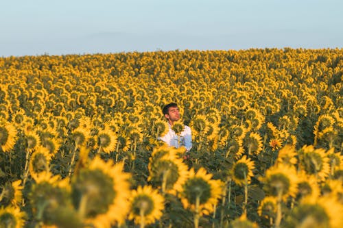 Man Sitting on Field with Sunflowers