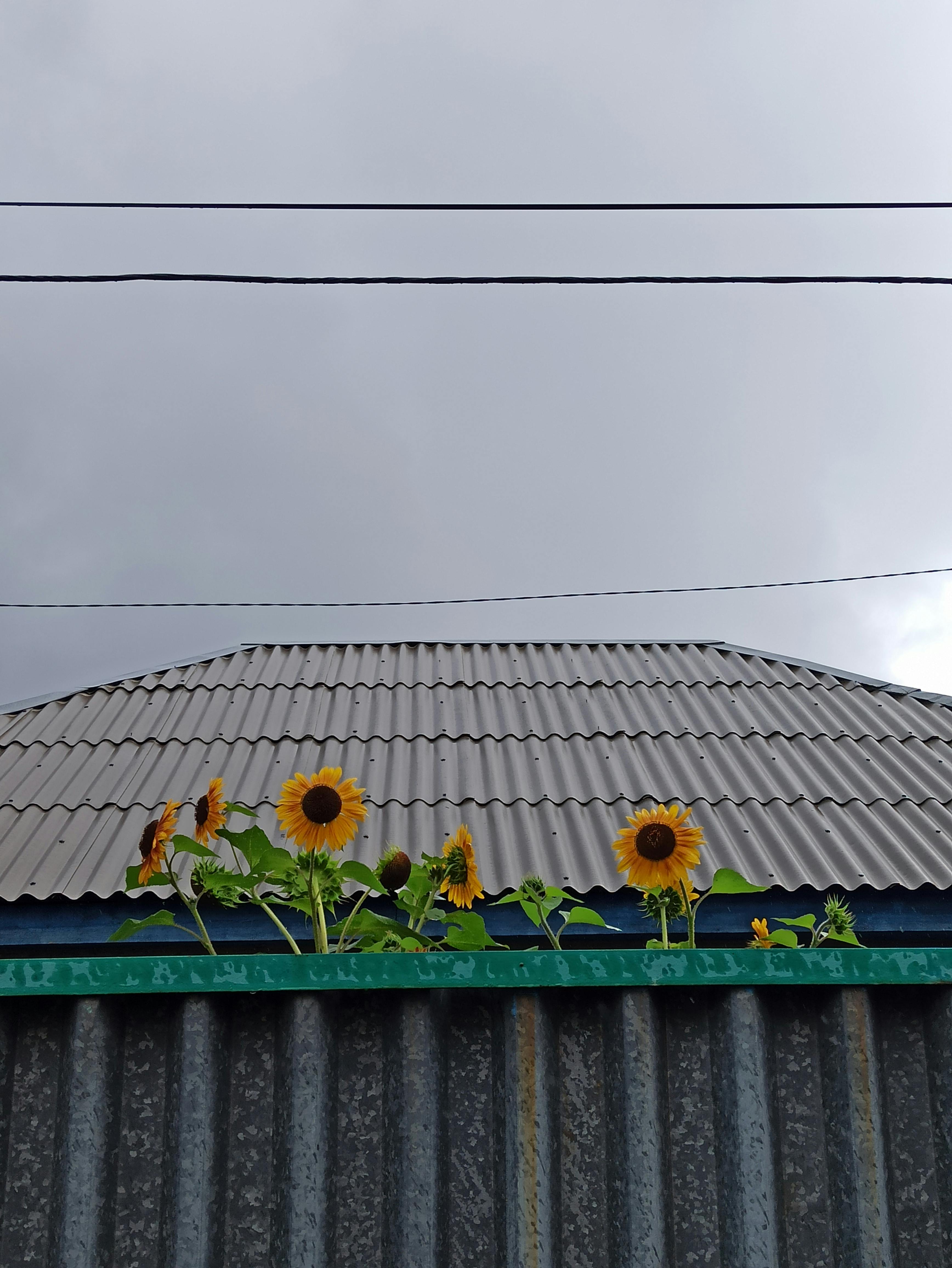 Capture of vibrant sunflowers under a cloudy sky from a low angle in summer. Location: Astana, Kazakhstan.