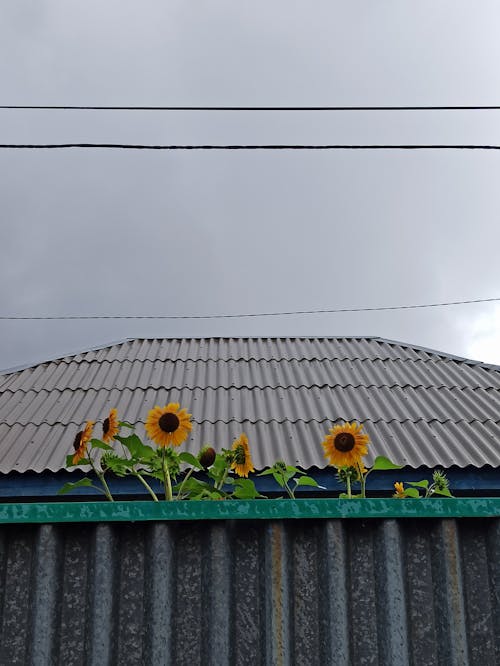 Sunflowers Growing near Fence