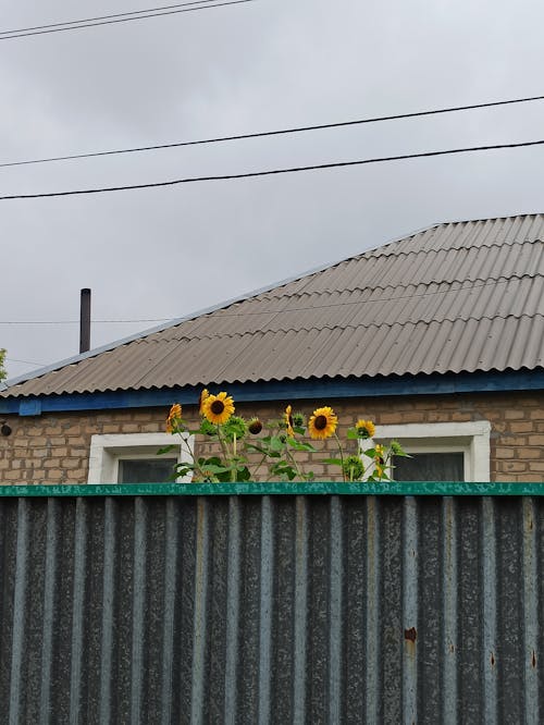 Sunflowers Growing near Fence near Traditional House