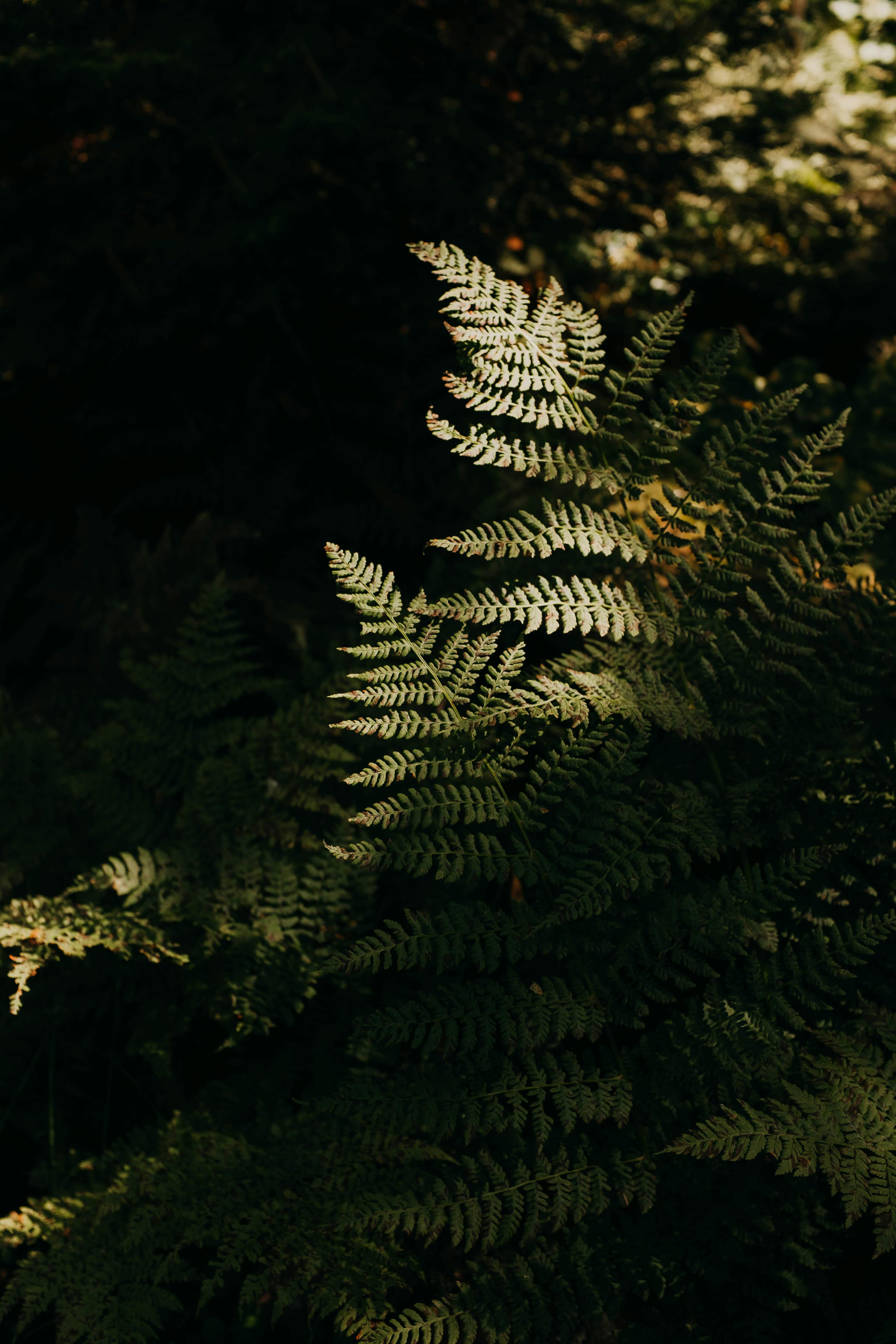 Close-up of lush green fern leaves illuminated by sunlight in a forest setting.