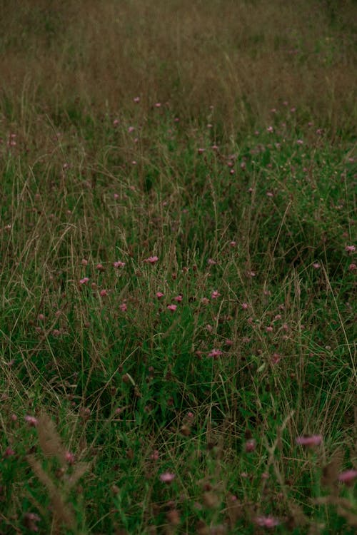 Grass and Flowers on Meadow