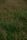 meadow