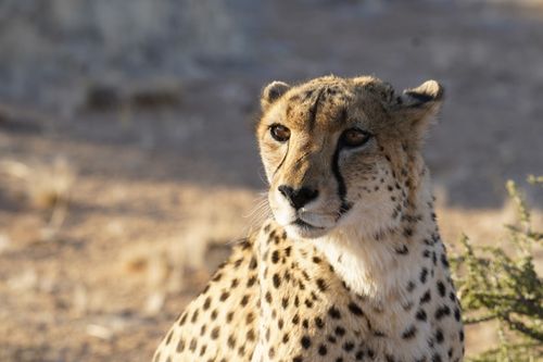 Free Close-up of a cheetah in the wild, showcasing its spotted coat and attentive gaze. Stock Photo