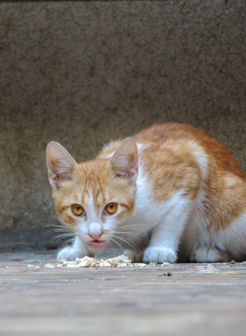 A White and Orange Cat Eating Food on a Pavement 